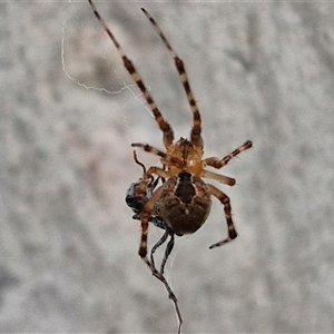 Cryptachaea veruculata (Diamondback comb-footed spider) at Kingsdale, NSW by trevorpreston