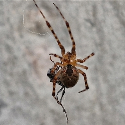 Cryptachaea veruculata (Diamondback comb-footed spider) at Kingsdale, NSW - 25 Nov 2024 by trevorpreston