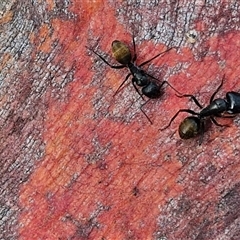 Camponotus aeneopilosus (A Golden-tailed sugar ant) at Kingsdale, NSW - 25 Nov 2024 by trevorpreston