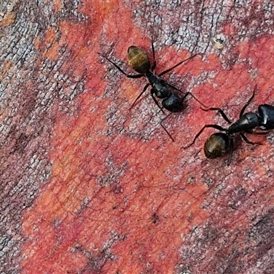 Camponotus aeneopilosus (A Golden-tailed sugar ant) at Kingsdale, NSW - 25 Nov 2024 by trevorpreston