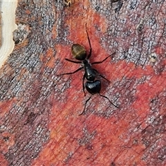 Camponotus aeneopilosus at Kingsdale, NSW - 25 Nov 2024 08:17 AM