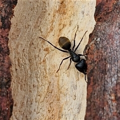 Camponotus aeneopilosus at Kingsdale, NSW - 25 Nov 2024 08:17 AM