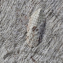 Ledromorpha planirostris at Kingsdale, NSW - 24 Nov 2024 by trevorpreston