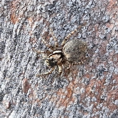 Maratus sp. (genus) at Kingsdale, NSW - 25 Nov 2024 by trevorpreston