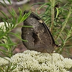 Heteronympha merope (Common Brown Butterfly) at Kingsdale, NSW - 25 Nov 2024 by trevorpreston