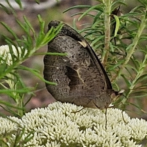 Heteronympha merope at Kingsdale, NSW - 25 Nov 2024