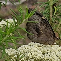 Heteronympha merope at Kingsdale, NSW - 25 Nov 2024