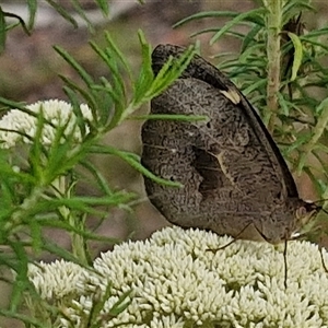 Heteronympha merope at Kingsdale, NSW - 25 Nov 2024