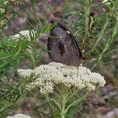 Heteronympha merope at Kingsdale, NSW - 25 Nov 2024