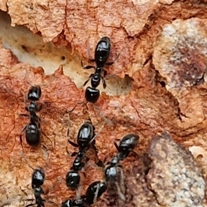 Anonychomyrma sp. (genus) (Black Cocktail Ant) at Kingsdale, NSW by trevorpreston