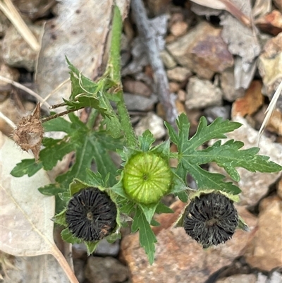 Modiola caroliniana (Red-flowered Mallow) at Bookham, NSW - 25 Nov 2024 by JaneR