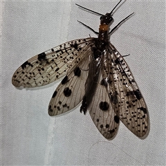 Archichauliodes (Riekochauliodes) guttiferus (Dobsonfly or Fishfly) at Braidwood, NSW - 25 Nov 2024 by MatthewFrawley