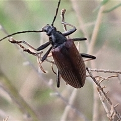 Homotrysis cisteloides (Darkling beetle) at Kingsdale, NSW - 24 Nov 2024 by trevorpreston