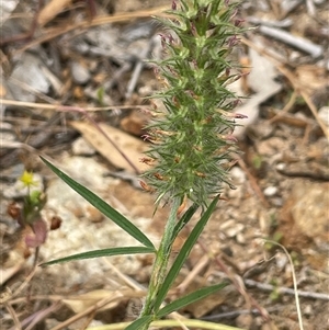 Trifolium angustifolium at Bookham, NSW - 25 Nov 2024