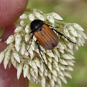 Phyllotocus rufipennis at Kingsdale, NSW - 25 Nov 2024