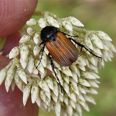 Phyllotocus rufipennis (Nectar scarab) at Kingsdale, NSW - 25 Nov 2024 by trevorpreston