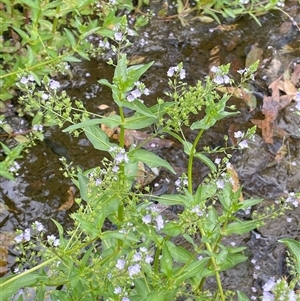 Veronica anagallis-aquatica at Bookham, NSW - 25 Nov 2024 01:34 PM