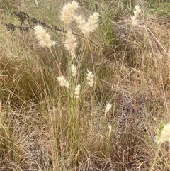 Rytidosperma sp. (Wallaby Grass) at Wamboin, NSW - 26 Nov 2024 by Komidar