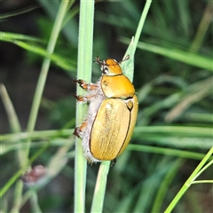 Anoplognathus hirsutus at Braidwood, NSW - 25 Nov 2024 by MatthewFrawley