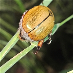 Anoplognathus hirsutus at Braidwood, NSW - 25 Nov 2024