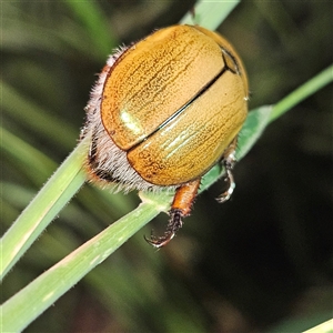 Anoplognathus hirsutus at Braidwood, NSW - 25 Nov 2024