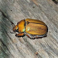 Anoplognathus hirsutus at Braidwood, NSW - 25 Nov 2024 09:41 PM