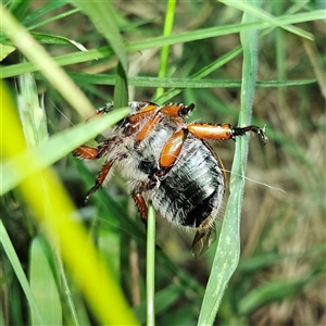 Anoplognathus hirsutus at Braidwood, NSW - 25 Nov 2024