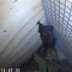 Myotis macropus (Southern Myotis) at Wirlinga, NSW - 26 Nov 2024 by AlburyCityEnviros