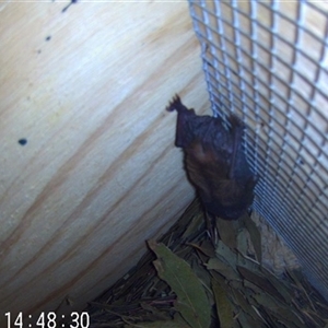 Myotis macropus at Wirlinga, NSW - 26 Nov 2024 01:49 PM