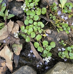 Rorippa nasturtium-aquaticum at Bookham, NSW - 25 Nov 2024 01:38 PM