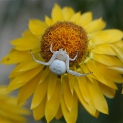 Thomisus spectabilis (Spectacular Crab Spider) at Hall, ACT - 25 Nov 2024 by Anna123