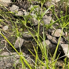 Cyperus eragrostis (Umbrella Sedge) at Bookham, NSW - 25 Nov 2024 by JaneR