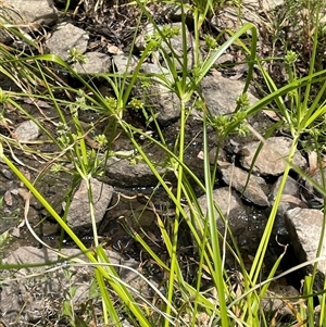 Cyperus eragrostis at Bookham, NSW - 25 Nov 2024