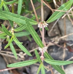 Alternanthera denticulata (Lesser Joyweed) at Bookham, NSW - 25 Nov 2024 by JaneR