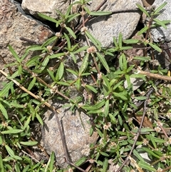 Alternanthera denticulata at Bookham, NSW - 25 Nov 2024 01:48 PM