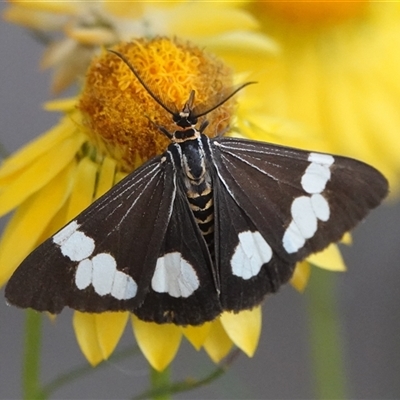 Nyctemera amicus (Senecio Moth, Magpie Moth, Cineraria Moth) at Hall, ACT - 25 Nov 2024 by Anna123