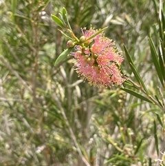 Callistemon sieberi (River Bottlebrush) at Bookham, NSW - 25 Nov 2024 by JaneR