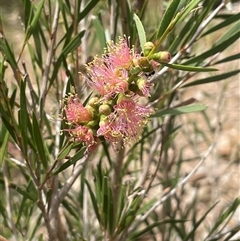 Callistemon sieberi at Bookham, NSW - 25 Nov 2024