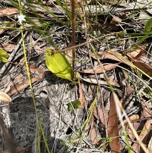 Cryptostylis subulata at Lake Conjola, NSW - suppressed