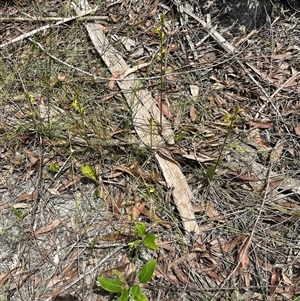 Cryptostylis subulata at Lake Conjola, NSW - suppressed