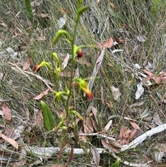 Cryptostylis subulata at Lake Conjola, NSW - suppressed