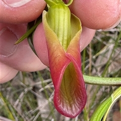 Cryptostylis subulata at Lake Conjola, NSW - suppressed