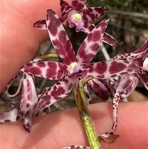 Dipodium variegatum at Lake Conjola, NSW - suppressed