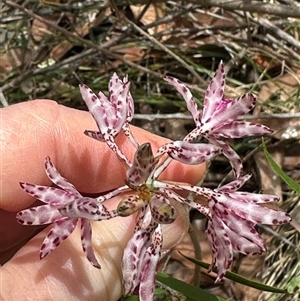 Dipodium variegatum at Lake Conjola, NSW - suppressed