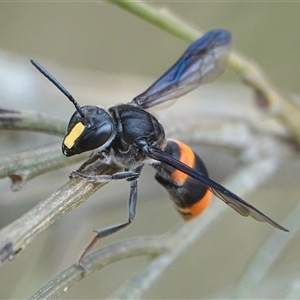 Hyleoides concinna (Wasp-mimic bee) at Hall, ACT by Anna123