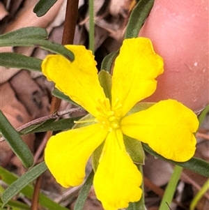 Hibbertia linearis at Lake Conjola, NSW by lbradley