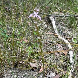 Stylidium graminifolium (grass triggerplant) at Lake Conjola, NSW by lbradley