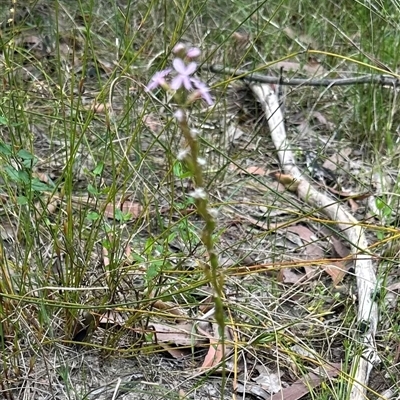 Stylidium graminifolium (grass triggerplant) at Lake Conjola, NSW - 26 Nov 2024 by lbradley