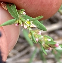 Polygonum aviculare (Wireweed) at Pialligo, ACT - 26 Nov 2024 by SilkeSma