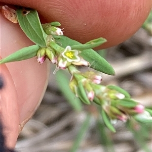 Polygonum aviculare at Pialligo, ACT - 26 Nov 2024 01:28 PM